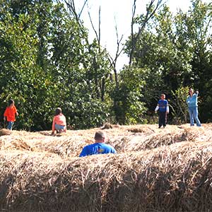 Hay maze at Peckham's Pumpkin Patch in Rantoul, KS